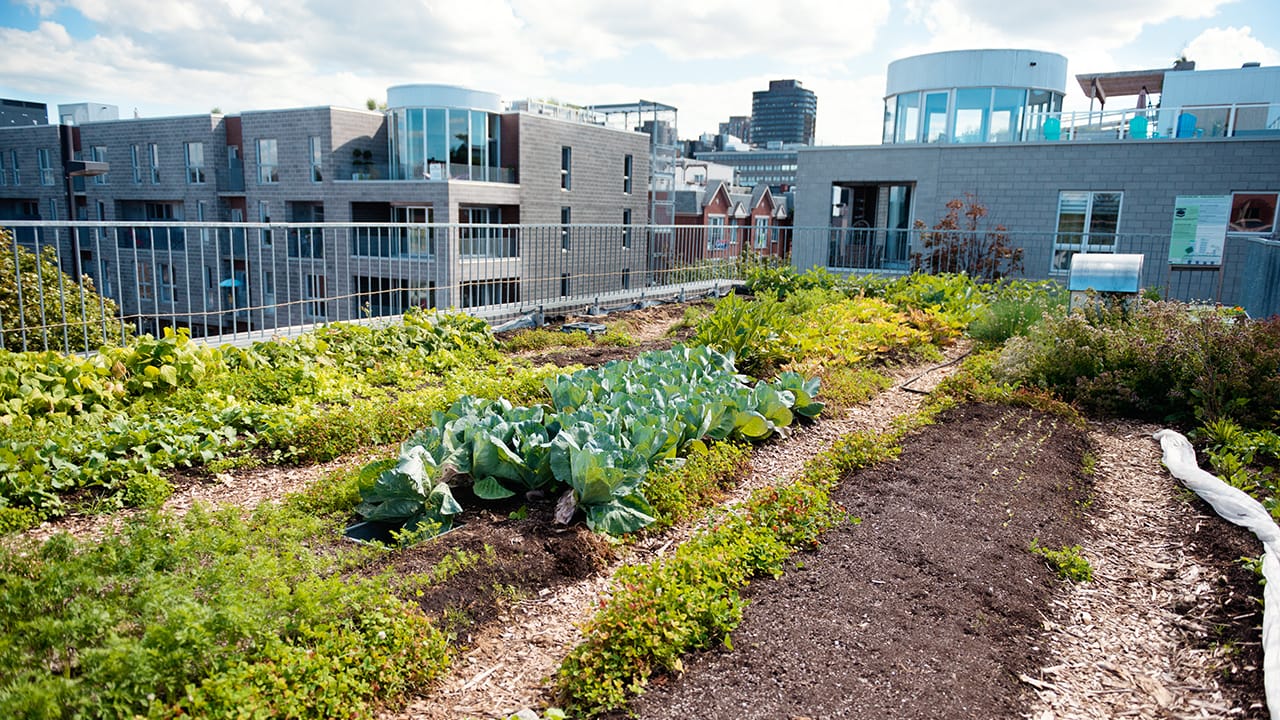Urban farming